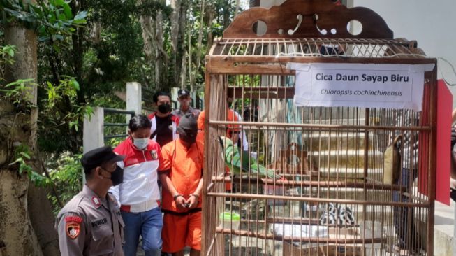 Pelihara dan Peragakan Satwa Dilindungi, Polda DIY Amankan 2 Pengelola Mini Zoo di Sleman