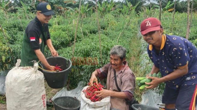 Kisah Sidiq Petani Milenial Asal Melawi, Dulu Diupah Orangtua Urus Kebun Kini Hasilkan Cabe 55 Kilogram Sekali Panen