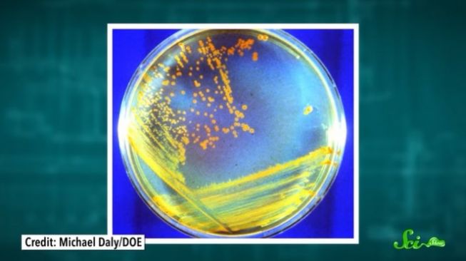 Dinobatkan Sebagai Bakteri Terkuat di Dunia, Deinococcus Radioduran Dapat Bertahan dari Paparan Radiasi Tinggi