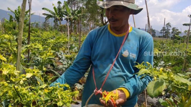 Ribuan Batang Pohon Cabai Gagal Panen, Petani di Lembang Gigit Jari