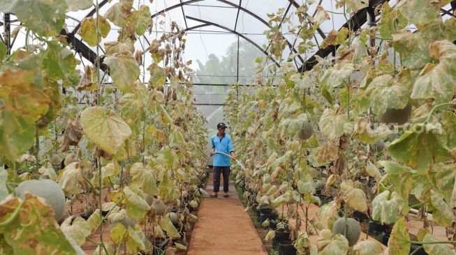 Petugas melakukan perawatan tanaman buah melon di Agro Edu Wisata (AEW) Cilangkap, Jakarta Timur, Jumat (18/3/2022). [Suara.com/Alfian Winanto]