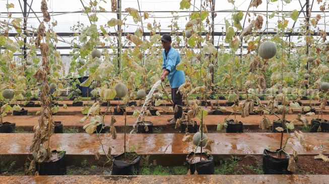 Petugas melakukan perawatan tanaman buah melon di Agro Edu Wisata (AEW) Cilangkap, Jakarta Timur, Jumat (18/3/2022). [Suara.com/Alfian Winanto]