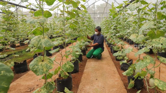 Petugas melakukan perawatan buah melon di Agro Edu Wisata (AEW) Cilangkap, Jakarta Timur, Jumat (18/3/2022). [Suara.com/Alfian Winanto]