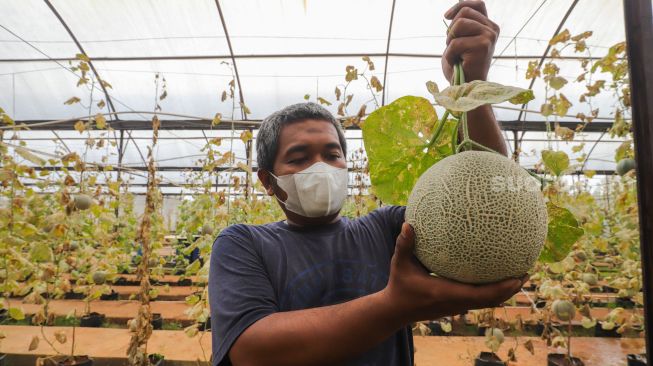 Petugas melakukan perawatan buah melon di Agro Edu Wisata (AEW) Cilangkap, Jakarta Timur, Jumat (18/3/2022). [Suara.com/Alfian Winanto]