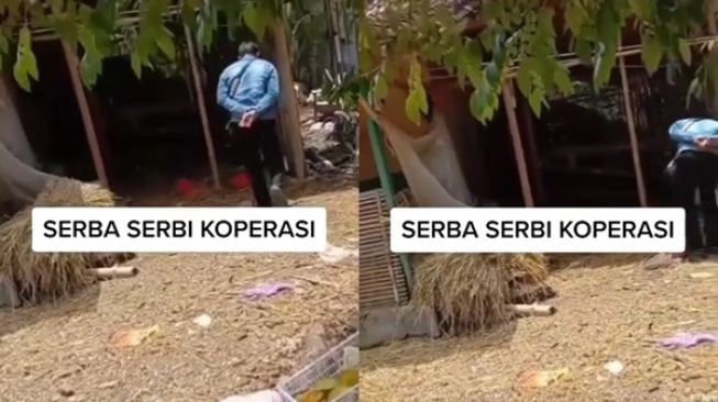 Petugas Koperasi Cari Nasabah Mau Tagih Utang, Dicari di Kandang Nihil, Ternyata Lagi Begini di Pohon