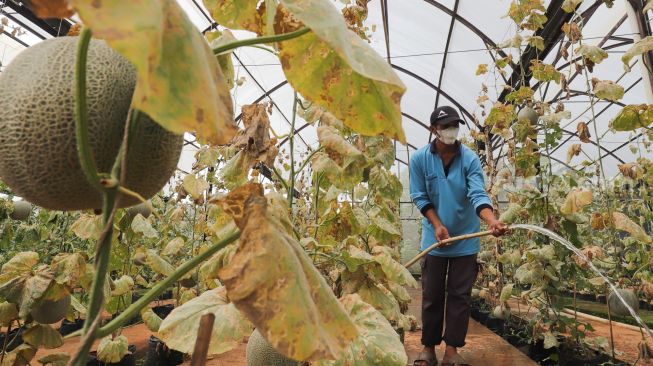 Petugas melakukan perawatan tanaman buah melon di Agro Edu Wisata (AEW) Cilangkap, Jakarta Timur, Jumat (18/3/2022). [Suara.com/Alfian Winanto]