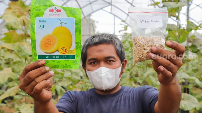 Petugas menunjukkan benih salah satu jenis buah melon yang ditanam di Agro Edu Wisata (AEW) Cilangkap, Jakarta Timur, Jumat (18/3/2022). [Suara.com/Alfian Winanto]