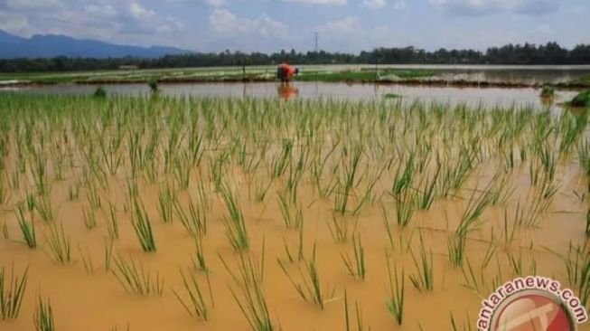 7 Hektare Tanaman Padi di Tapsel Terdampak Banjir