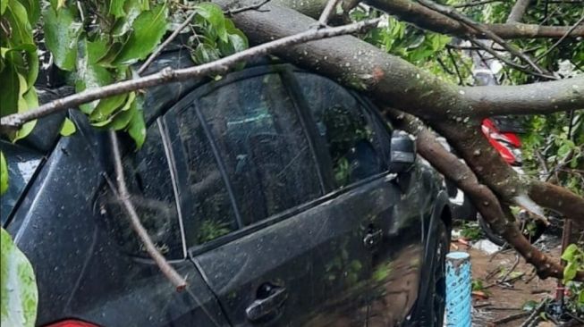 Jakarta Diguyur Hujan Deras dan Angin Kencang, Empat Pohon Tumbang di Cilandak Timpa Kabel Listrik dan Mobil