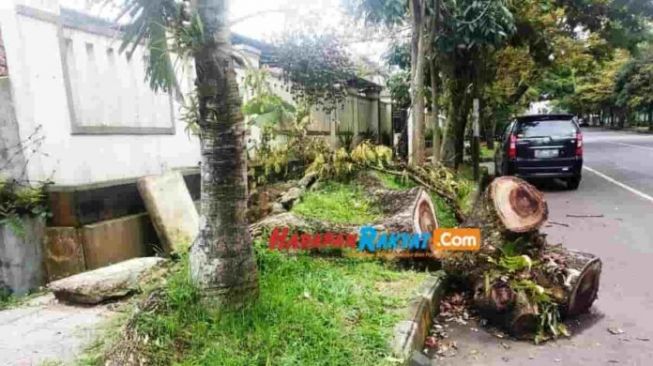 Banyak yang Tumbang, Begini Nasib Pohon Trembesi di Jalur Hijau Perkotaan di Ciamis