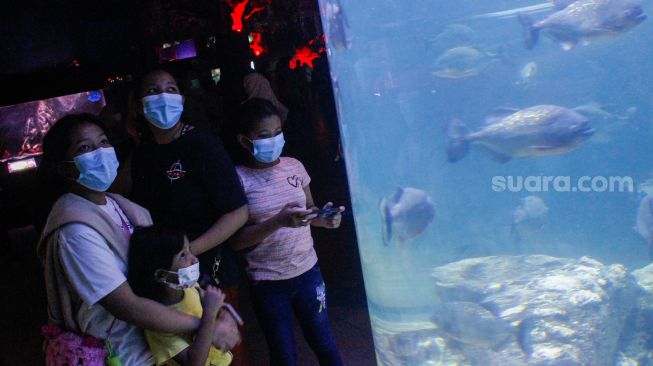 Pengunjung melihat koleksi ikan yang ada di Sea World, Ancol, Jakarta, Minggu (20/3/2022).[Suara.com/Septian]