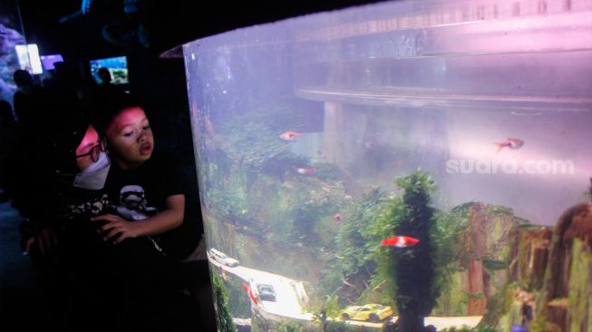 Pengunjung melihat koleksi ikan yang ada di Sea World, Ancol, Jakarta, Minggu (20/3/2022).[Suara.com/Septian]