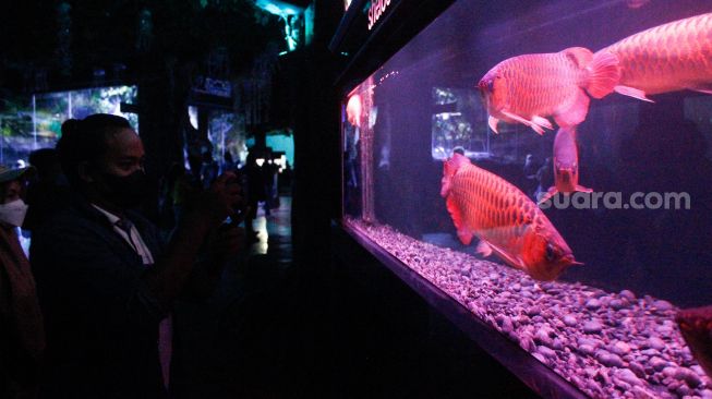 Pengunjung melihat koleksi ikan yang ada di Sea World, Ancol, Jakarta, Minggu (20/3/2022).[Suara.com/Septian]