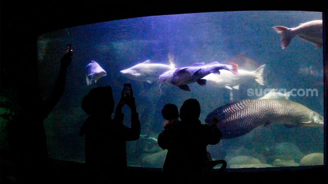 Pengunjung melihat koleksi ikan yang ada di Sea World, Ancol, Jakarta, Minggu (20/3/2022).[Suara.com/Septian]