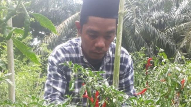 Harga Cabai Merah Tingkat Petani di Palas Sumut Rp 60 Ribu per Kilogram