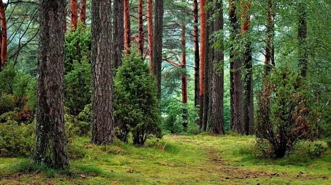 Hari Hutan Sedunia, Ini 5 Langkah Sederhana Untuk Melestarikan Hutan