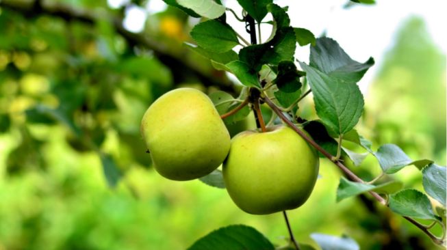 Manfaat Buah Apel untuk Kesehatan, Salah Satunya Menstabilkan Gula Darah