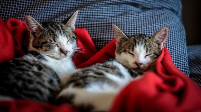 Bukan Pemalas, Ini 4 Alasan Kucing Tidur Sepanjang Hari