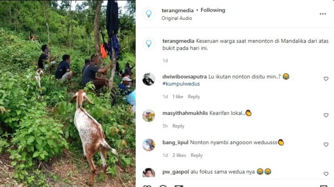 Penonton yang kehabisan tiket menonton MotoGP Mandalika 2022 dari atas bukit bersama kambing (Instagram)