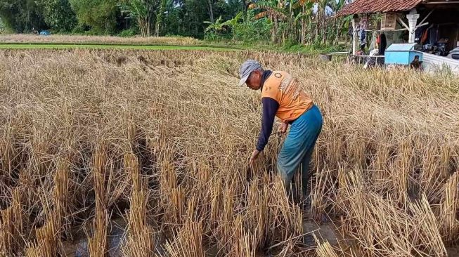 Hama Wereng Serang Sawah Warga Ponorogo, Petani Pun Merugi Akibat Gagal Panen