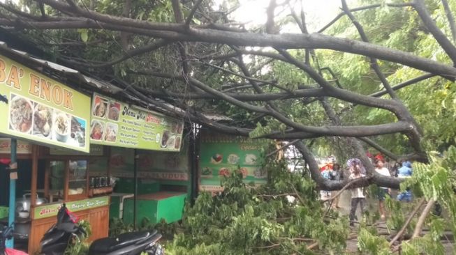 Kronologi Detik-Detik Pohon Tumbang Timpa Warung di Cempaka Putih