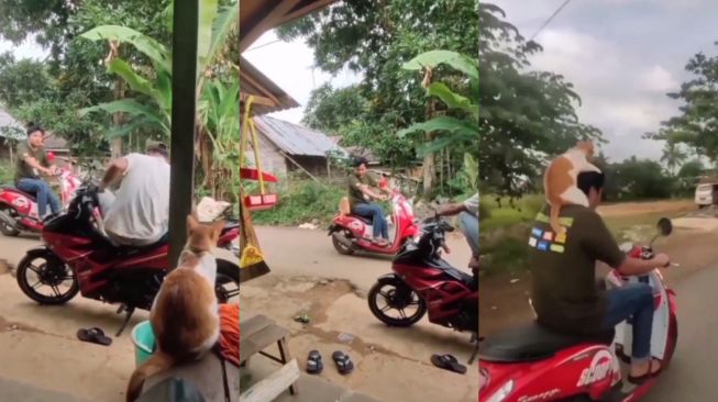 Pria pengendara sepeda motor menjemput seekor kucing (Twitter kochengfess)