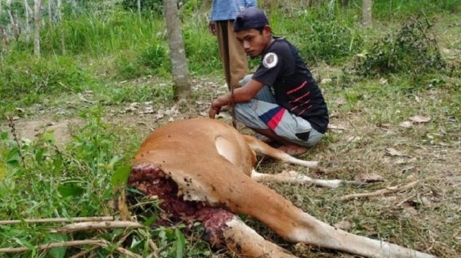 Bapak dan Anak Ini Tak Berkutik Lihat Sapi Piaraannya Diterkam dan Dimakan Harimau