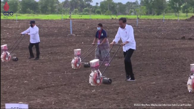 Tanami Jagung di Atas Lahan 53 Hektare di NTT, Jokowi: Kalau Berhasil, Kami Lompat ke Daerah Lain