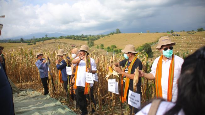 Dorong Swasembada Pangan, Bank Mandiri Kembangkan Petani Jagung di Kabupaten Dompu