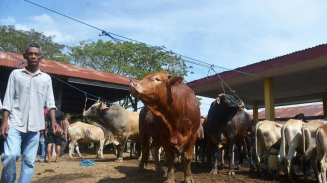 Persediaan Daging Meugang di Aceh Utara Cukup Penuhi Permintaan Masyarakat