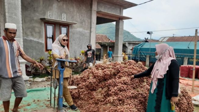 Sentra Produksi Bawang Merah di Bima Panen Raya, Kebutuhan Ramadan-Idul Fitri 2022 Aman