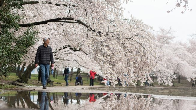 Orang-orang datang berkunjung untuk melihat bunga sakura bermekaran di Tidal Basin, Washington DC, Amerika Serikat, Kamis (24/3/2022). [SAUL LOEB / AFP]