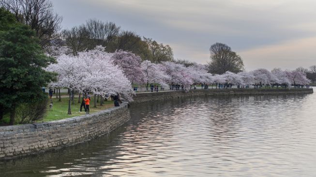 Pemandangan bunga-bunga pohon sakura yang bermekaran di Tidal Basin, Washington DC, Amerika Serikat, Rabu (23/3/2022). [MANDEL NGAN / AFP]