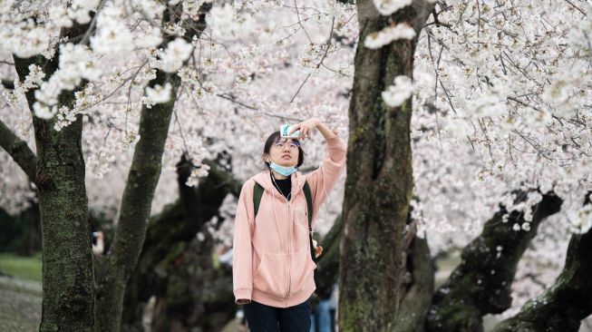 Seorang wanita mengabadikan momen dengan gawainya saat melihat bunga sakura bermekaran di Tidal Basin, Washington DC, Amerika Serikat, Kamis (24/3/2022). [SAUL LOEB / AFP]