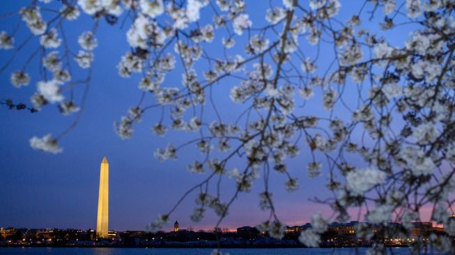 Gedung Washington Memorial terlihat di bawah bunga sakura yang bermekaran saat matahari terbit  di Tidal Basin, Washington DC, Amerika Serikat, Rabu (23/3/2022). [MANDEL NGAN / AFP]
