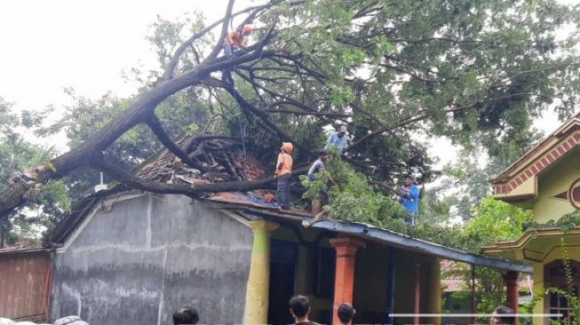 Banyak Pohon Bertumbangan Saat Hujan Deras Disertai Angin Kencang Terjang Situbondo