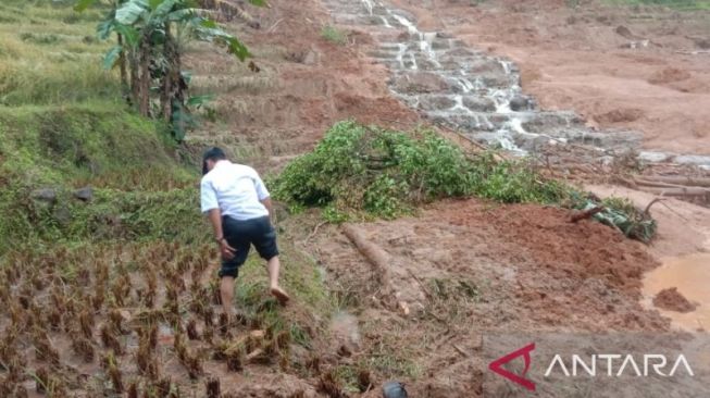 Longsor di Palabuhanratu Bikin 5 Hektare Sawah Gagal Panen, Kerugian Capai Puluhan Juta Rupiah