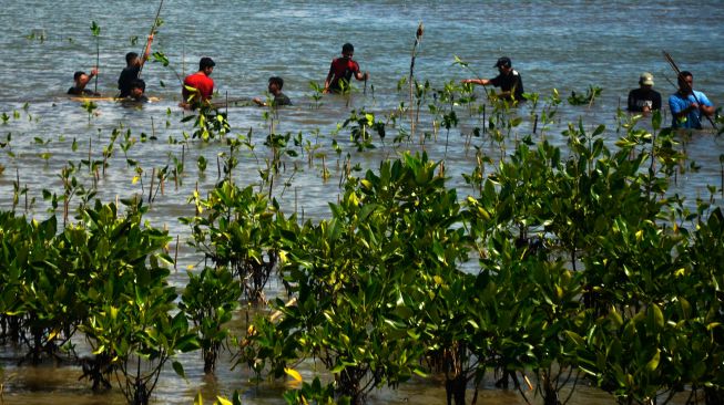 Sejumlah siswa menanam bibit bakau di kawasan pantai Untia, Kecamatan Biringkanaya, Makassar, Sulawesi Selatan, Sabtu (26/3/2022). [ANTARA FOTO/Abriawan Abhe/nym]