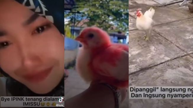 Wanita Ini Nangis, Ayam Kesayangan Dirawat dari Kecil Malah Berakhir Jadi Masakan di Tangan Emak