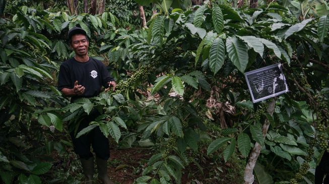 Petani kopi menjelaskan tentang tanaman kopi dalam kegiatan Batang Coffee Trip di Surjo, Kecamatan Bawang, Kabupaten Batang, Jawa Tengah, Minggu (27/3/2022).  ANTARA FOTO/Harviyan Perdana Putra