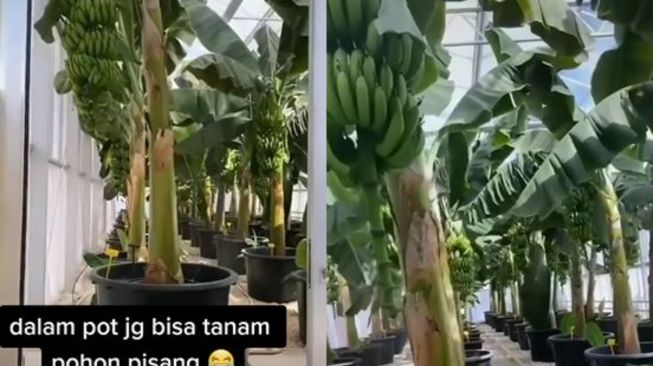 Puluhan pohon pisang ditanam di dalam ruangan dengan memakai pot (TikTok mentarispicky99)