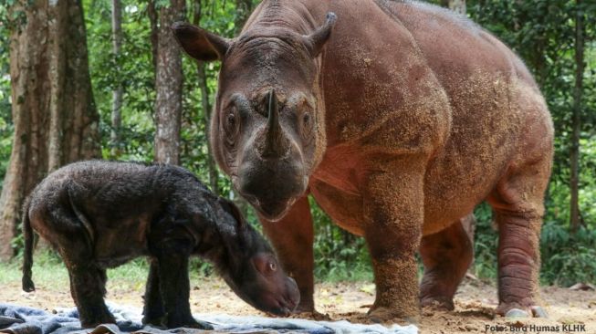 Kabar Baik, Rosa Si Badak Sumatera Lahirkan Anak Betina