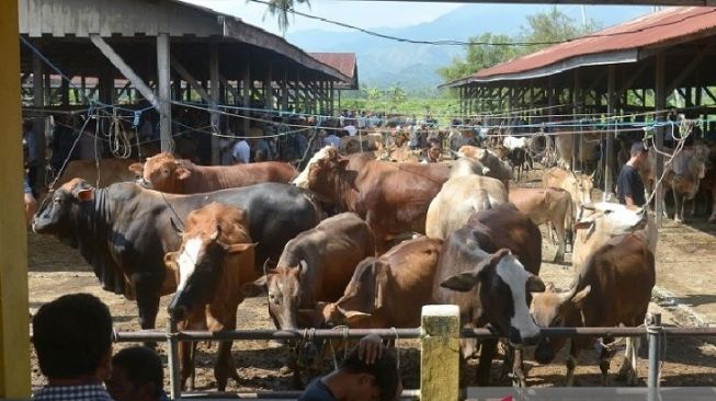 Aceh Siapkan 53.426 Hewan Ternak Sambut Tradisi Meugang Ramadhan