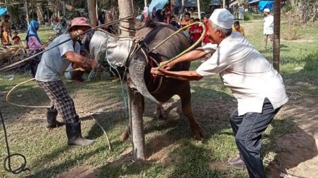 Jelang Ramadhan, 120 Kerbau Siap Disembelih pada Tradisi "Bantai Adat"