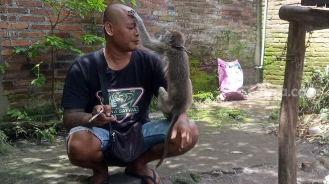 Pietra Hervanto berinteraksi dengan monyet ekor panjang penghuni shelter Zona Satwa. [Suara.com/ Angga Haksoro Ardi]