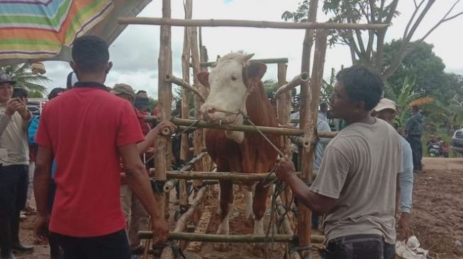 Aco dan Santi Juara Kontes Sapi Jelang Ramadhan di Kabupaten Merauke