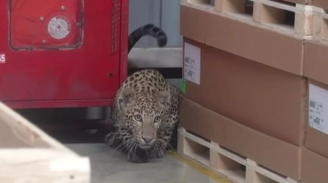 Macan tutul jadi penyebab pabrik Mercedes-Benz ditutup selama 6 jam (Carscoops)