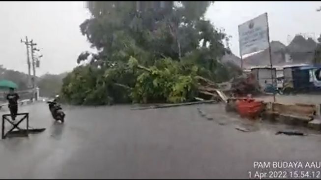 Pohon tumbang di Alun-Alun Utara - (Twitter/@titiknol_jogja)