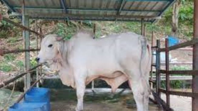 Sebanyak 567 Ekor Sapi Bantuan untuk Riau Ditahan Dikarantina Jatim, Kepala PKH Kecewa: 5 Ekor Sapi Mati