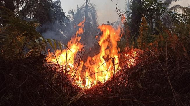 Kebakaran Hutan Kembali Terjadi di Riau, Helikopter Water Bombing Dikerahkan